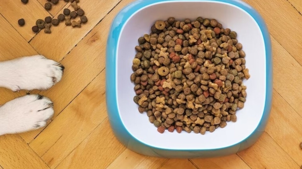 Top 10 affordable dog food brands