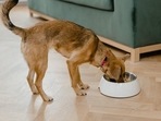 The 10 most useful outdoor use dog food bowls(https://www.pexels.com) The 10 most useful outdoor use dog food bowls(https://www.pexels.com)