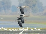 The importance of wetlands cannot be emphasised enough. (HT Archive) The importance of wetlands cannot be emphasised enough. (HT Archive)