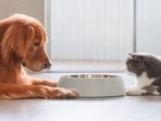Best-selling pet food Best-selling pet food