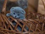 Best cat baskets for your pet(https://www.pexels.com) Best cat baskets for your pet(https://www.pexels.com)