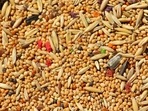 Health benefits of consuming millets, the gluten-free superfood (Image by Alicja from Pixabay ) Health benefits of consuming millets, the gluten-free superfood (Image by Alicja from Pixabay )