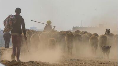 A man guides a herd of sheep on a cold winter day in New Delhi. (PTI Photo) A man guides a herd of sheep on a cold winter day in New Delhi. (PTI Photo)