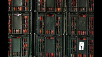 Apples arrive from Iran at an Indian fruit market on November 23, 2022. Hiamchal growers have urged the state government to exclude the fruit from the free trade agreement and impose 100% import duty on foreign apples. (Bachchan Kumar/HT file photo) Apples arrive from Iran at an Indian fruit market on November 23, 2022. Hiamchal growers have urged the state government to exclude the fruit from the free trade agreement and impose 100% import duty on foreign apples. (Bachchan Kumar/HT file photo)