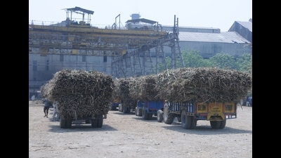 Besides workers and labourers, hundreds of drivers of the tractor-trailers, who are engaged in the transportation of sugarcane from the purchase centres to the sugar mills’ are also suffering, (HT File Photo) Besides workers and labourers, hundreds of drivers of the tractor-trailers, who are engaged in the transportation of sugarcane from the purchase centres to the sugar mills’ are also suffering, (HT File Photo)