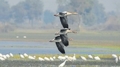 The importance of wetlands cannot be emphasised enough. (HT Archive) The importance of wetlands cannot be emphasised enough. (HT Archive)