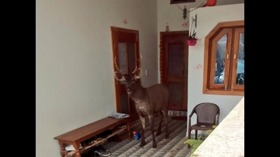 Rescue of Sambar deer by forest officers in Madhya Pradesh. (Twitter/@GauravS_IFS) Rescue of Sambar deer by forest officers in Madhya Pradesh. (Twitter/@GauravS_IFS)