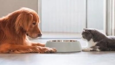 The top 10 best-selling pet foods of the ear