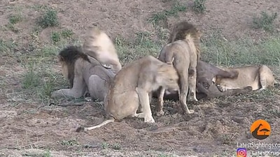 The image shows a few lions getting ready to eat a buffalo. (YouTube/@Latest Sightings)