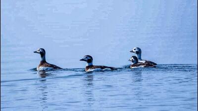 Wildlife officials monitoring migratory birds in the waterbodies of Jammu and Kashmir say the Long-tailed duck (clangula hyemalis), a rare duck species found in European and American continents, is highly vulnerable and on the IUCN Red List. (HT Photo) Wildlife officials monitoring migratory birds in the waterbodies of Jammu and Kashmir say the Long-tailed duck (clangula hyemalis), a rare duck species found in European and American continents, is highly vulnerable and on the IUCN Red List. (HT Photo)