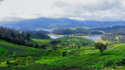 Taste the local platter in Ooty: An insider's guide (Unsplash) Taste the local platter in Ooty: An insider's guide (Unsplash)