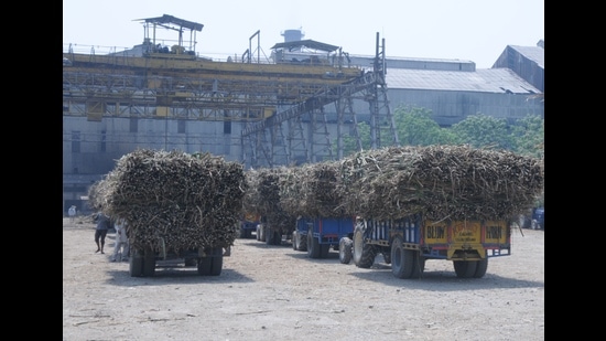 Besides workers and labourers, hundreds of drivers of the tractor-trailers, who are engaged in the transportation of sugarcane from the purchase centres to the sugar mills’ are also suffering, (HT File Photo) Besides workers and labourers, hundreds of drivers of the tractor-trailers, who are engaged in the transportation of sugarcane from the purchase centres to the sugar mills’ are also suffering, (HT File Photo)