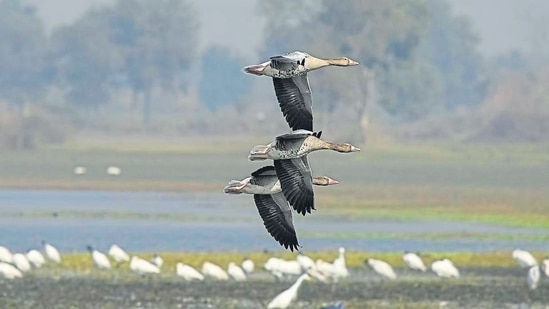 The importance of wetlands cannot be emphasised enough. (HT Archive)