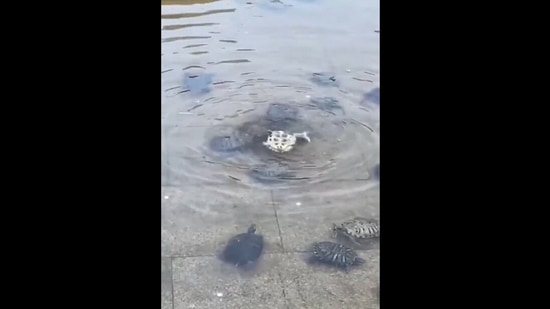 Turtles help their friend to get back on its feet.(Twitter/@buitengebieden)