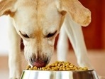 Dog food