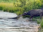 The image, taken from a YouTube video, shows a buffalo dragging a crocodile out of a water body.