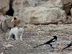 The cat and the fox playing together in the wild. (Twitter/@buitengebieden) The cat and the fox playing together in the wild. (Twitter/@buitengebieden)