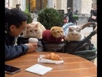 Man on a coffee date with his pet cats in NYC. (Instagram/@spongecake_thescottishfold) Man on a coffee date with his pet cats in NYC. (Instagram/@spongecake_thescottishfold)