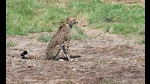 Last year, Kuno received eight cheetahs from Namibia on PM Narendra Modi’s birthday on September 17. (ANI) Last year, Kuno received eight cheetahs from Namibia on PM Narendra Modi’s birthday on September 17. (ANI)