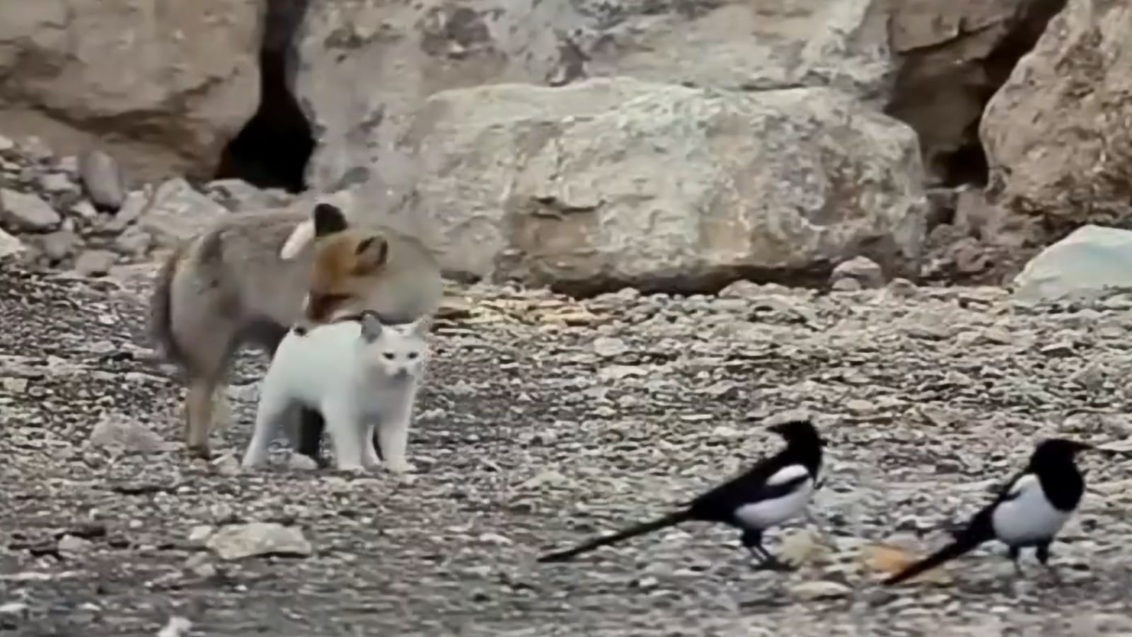 Fox and cat play with each other in viral video, netizens can’t stop gushing | Trending