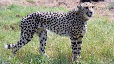 As many as 12 cheetahs will also be translocated soon from South Africa to India (Representative Photo) As many as 12 cheetahs will also be translocated soon from South Africa to India (Representative Photo)
