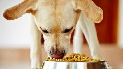 The 10 best dog food brands according to experts