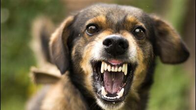 Enraged aggressive, angry dog. Grin jaws with fangs , hungry, drool. (Getty Images/iStockphoto)