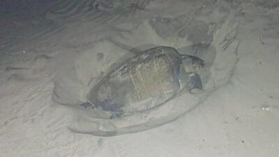 Olive Ridley turtles may be changing their behaviour and heading to other beach stretches, said Navin Aswathi