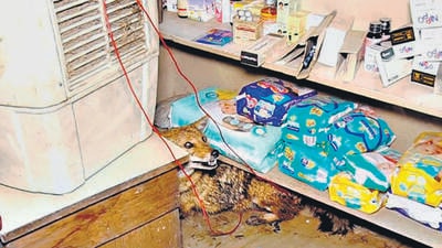 The jackal was struggling to move and had taken refuge under a shelf in the back of the store. Concerned for the animal’s well-being, the store owner informed the police, who in turn alerted Wildlife SOS. (HT Photo) The jackal was struggling to move and had taken refuge under a shelf in the back of the store. Concerned for the animal’s well-being, the store owner informed the police, who in turn alerted Wildlife SOS. (HT Photo)