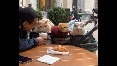 Man on a coffee date with his pet cats in NYC. (Instagram/@spongecake_thescottishfold) Man on a coffee date with his pet cats in NYC. (Instagram/@spongecake_thescottishfold)