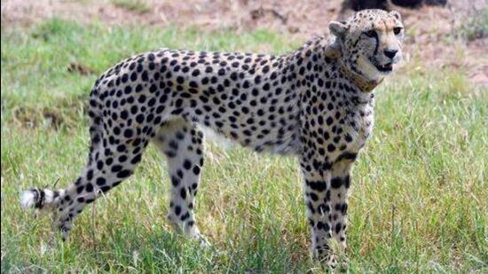 As many as 12 cheetahs will also be translocated soon from South Africa to India (Representative Photo)