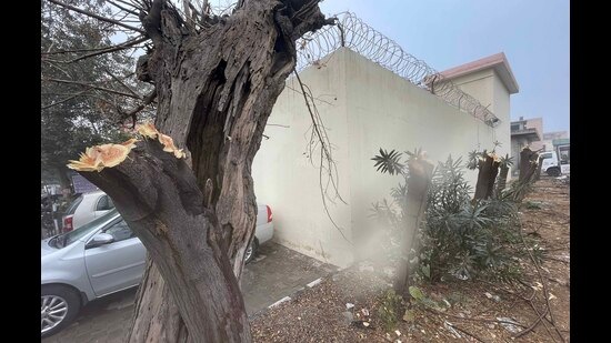 One of the trees that was cut in civil hospital in Ludhiana on Wednesday. (Gurpreet Singh/HT)
