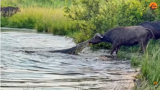 The image, taken from a YouTube video, shows a buffalo dragging a crocodile out of a water body.(YouTube/@Latest Sightings)
