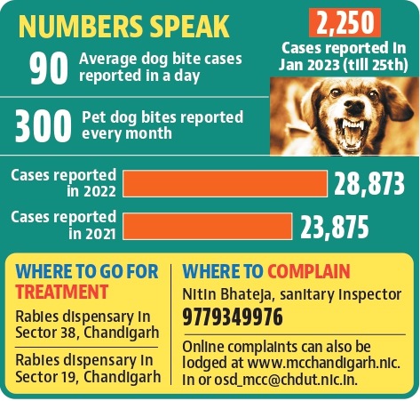 The cases involve around 300 dog bite cases involving pets every month. (HT Photo)