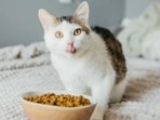 Cat and dog food