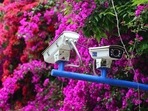 Top 8 IP cameras for home security (https://www.pexels.com) Top 8 IP cameras for home security (https://www.pexels.com)