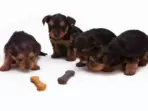The top 10 pet food brands for pets(https://www.pexels.com) The top 10 pet food brands for pets(https://www.pexels.com)