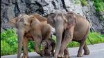 In view of rising animal attacks, the government said it will approach the Supreme Court with a plea to control wild population. (PTI (Representative)) In view of rising animal attacks, the government said it will approach the Supreme Court with a plea to control wild population. (PTI (Representative))