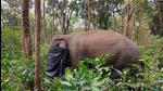 The captured elephant was named Dhoni after a village in Kerala’s Palakkad district where residents accused it of wreaking havoc. (HT Photo) The captured elephant was named Dhoni after a village in Kerala’s Palakkad district where residents accused it of wreaking havoc. (HT Photo)