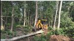 The felling came to light last year. (HT PHOTO) The felling came to light last year. (HT PHOTO)