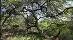 Vilayati kikar tree at the Northern Ridge in New Delhi, India. (HT Archive) Vilayati kikar tree at the Northern Ridge in New Delhi, India. (HT Archive)