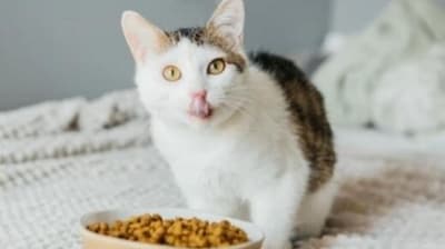 Top 10 whiskas cat foods for your pet cat