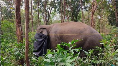 The captured elephant was named Dhoni after a village in Kerala’s Palakkad district where residents accused it of wreaking havoc. (HT Photo) The captured elephant was named Dhoni after a village in Kerala’s Palakkad district where residents accused it of wreaking havoc. (HT Photo)