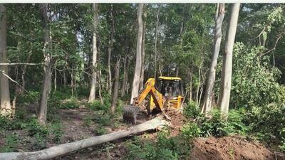 The felling came to light last year. (HT PHOTO) The felling came to light last year. (HT PHOTO)
