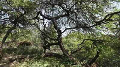 Vilayati kikar tree at the Northern Ridge in New Delhi, India. (HT Archive)
