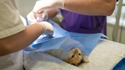 5 signs of a sick pet you shouldn't ignore (Pixabay) 5 signs of a sick pet you shouldn't ignore (Pixabay)