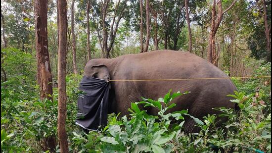 The captured elephant was named Dhoni after a village in Kerala’s Palakkad district where residents accused it of wreaking havoc. (HT Photo)