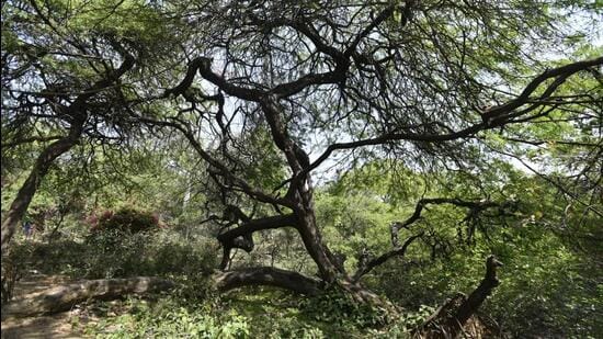 Vilayati kikar tree at the Northern Ridge in New Delhi, India. (HT Archive)