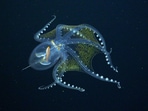 Sheer delight: While out surveying the remote Phoenix Islands Archipelago, Schmidt Ocean Institute scientists captured rare footage of a “glass octopus”, named so because it is completely see-through. What one does see when one shines a light on it is its optic nerve, eyeballs, and digestive tract. Even though this species has been known to science since 1918, scientists were forced to study about this animal through specimens found in the guts of predators, before this sighting. (Schmidt Ocean Institute)
