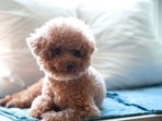 Best-selling & comfy dog mats Best-selling & comfy dog mats